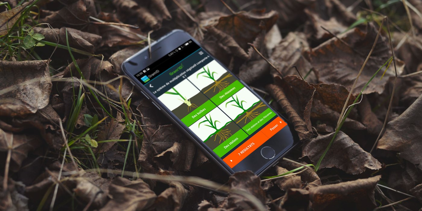 Gram'ID - Outil de reconnaissance des graminées sur iOS et Android